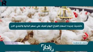 «تحديث جديد» أسعار الفراخ اليوم تعرف على سعر البانيه والبلدي الآن
